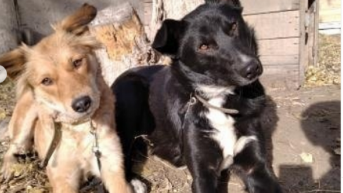 Мурал с собаками, пострадавшими от малолетних живодеров, появился в Павлодаре
                10 ноября 2021, 00:30