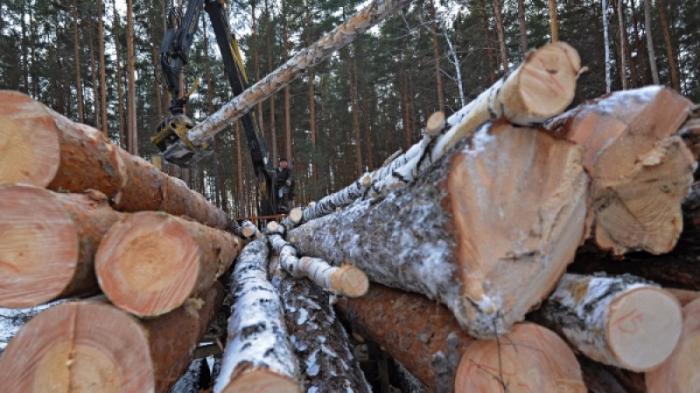 Сенатор предложил ужесточить законодательство о вырубке лесов
                11 ноября 2021, 11:38