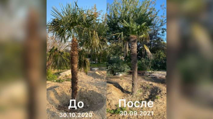 Морозостойкие пальмы выращивают в Актау
                11 ноября 2021, 15:17
