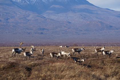 На Камчатке начало возрождаться единственное крупное стадо диких оленей