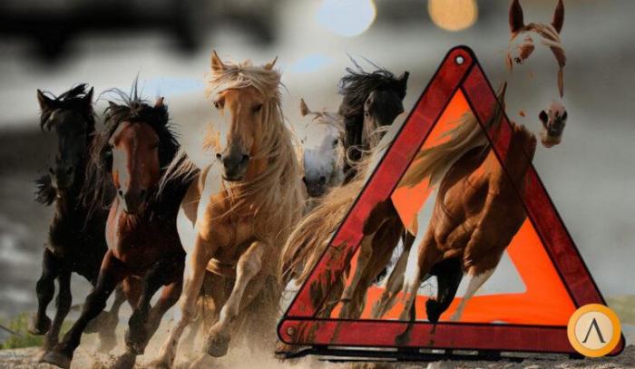 В Нур-Султане автомобиль столкнулся с лошадьми: один человек в коме