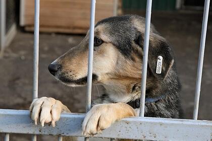 В Нижнекамске появится новый приют для бездомных животных