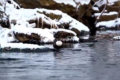 На Урале заметили редкую бегающую под водой птицу