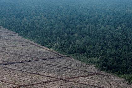 Исчезновение лесов привело к смертям от жары
