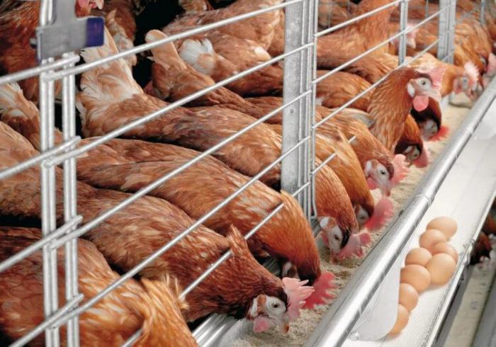 В Казахстане семь птицефабрик заподозрили в ценовом сговоре