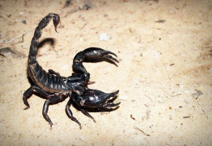 Стони людей пострадали из-за укусов скорпионов в Египте