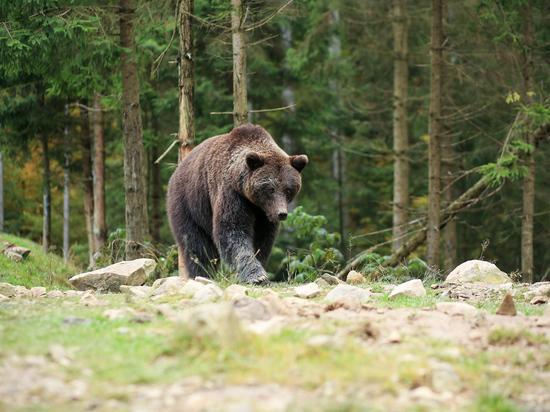 Браконьер в ВКО убил медведя ради лап и мяса