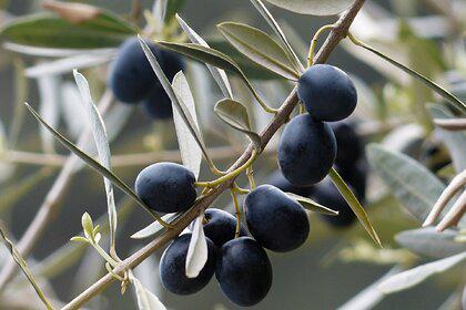 В Сирии нашли необычное применение оливкам