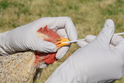 Массовые вспышки птичьего гриппа произошли по всему миру