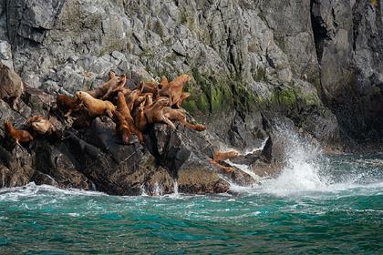 На Камчатке займутся защитой морских млекопитающих