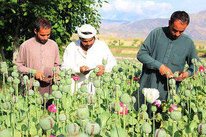 При талибах выросло производство афганского опиума
