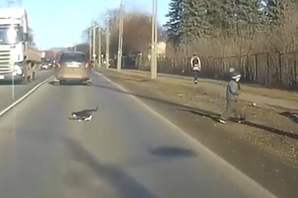 В Тверской области водитель спас брошенного на дорогу кота