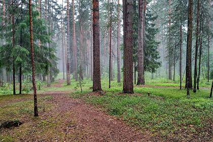 В России недооценили собственные леса
