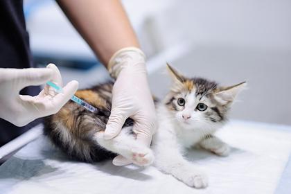 В центре Гамалеи призвали вакцинировать от коронавируса домашних кошек