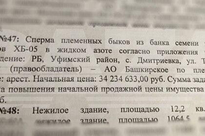 В Башкирии арестовали сперму быков на миллионы рублей