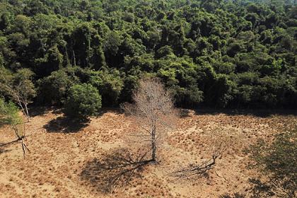 Крупнейшие на планете леса рекордно пострадали
