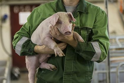 В российском регионе обнаружили африканскую чуму свиней
