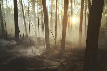 В лесных пожарах в России нашли пользу
