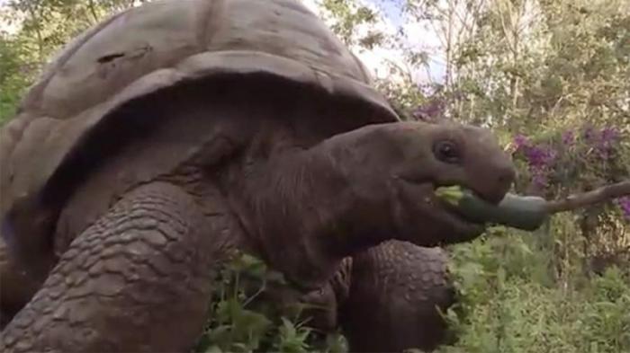 Черепаху-гиганта вовлекли в жестокие игры жители Танзании
                22 ноября 2021, 00:33