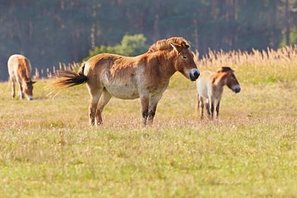 Российские фермеры подарили заповеднику тонны овса для лошадей Пржевальского
