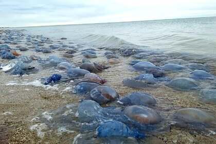 К берегам Украины выбросило около миллиона медуз-корнеротов