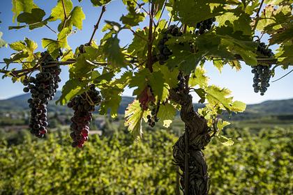 В Дагестане побили рекорд по сбору винограда