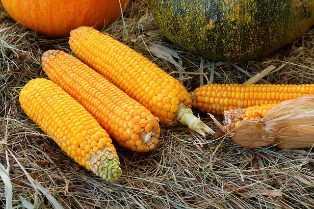 Минагрополитики прогнозирует рекордный урожай кукурузы в этом году