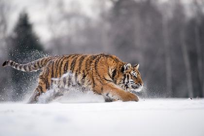В России убили занесенного в Красную книгу тигра