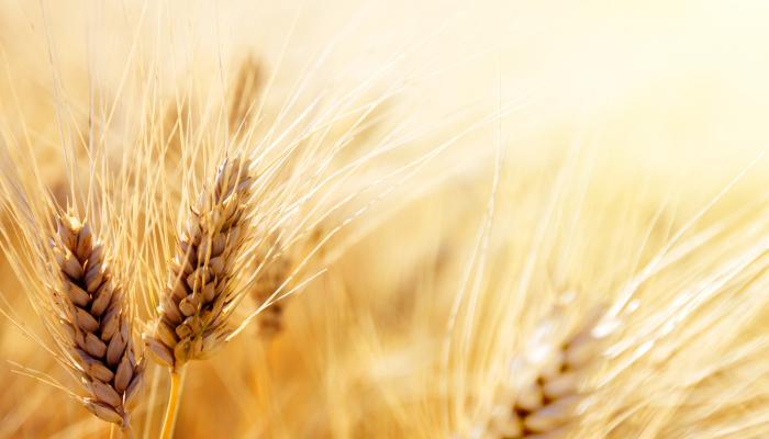 Экспорт зерна за год вырос вполовину. Куда отправляли украинскую пшеницу