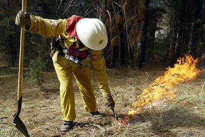 Найдена неожиданная польза лесных пожаров