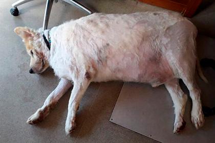 Весивший как новорожденный слон пес скинул 40 килограммов и стал «худышкой года»