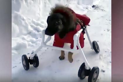 Российская школьница создала 200 инвалидных колясок для животных