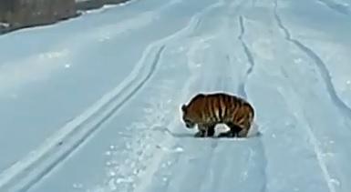 В российском регионе ищут потерявшегося тигренка