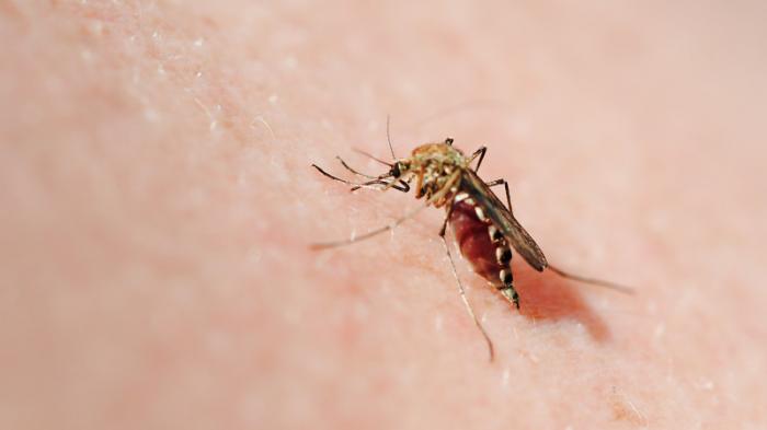 Пандемия коронавируса привела к резкому увеличению смертности от малярии - ВОЗ
                07 декабря 2021, 13:47