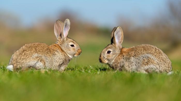 В Австралии будут отстреливать кроликов, захвативших подступы к парламенту
                07 декабря 2021, 18:40