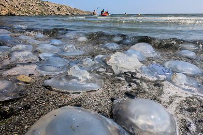В России задумались о поедании медуз из Азовского моря