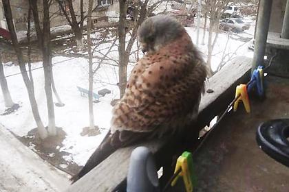 Россиянка вышла на балкон и обнаружила необычную птицу