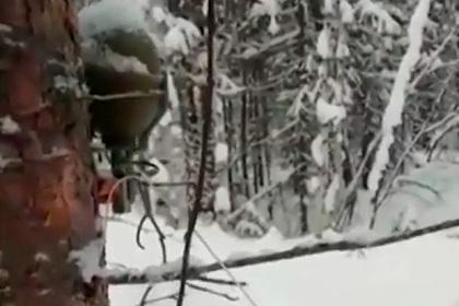 В российском лесу лыжники наткнулись на привязанную к дереву гранату