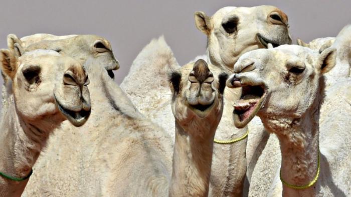 40 верблюдов сняли с конкурса красоты из-за ботокса в Саудовской Аравии
                09 декабря 2021, 02:58