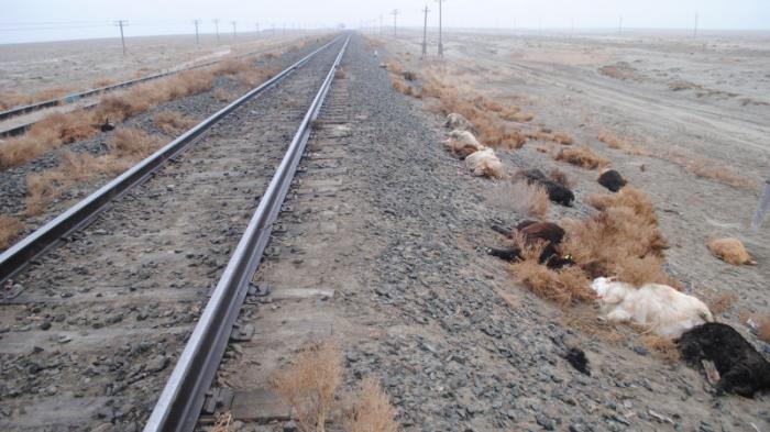 Поезд сбил насмерть 20 животных в Казахстане
                09 декабря 2021, 11:56