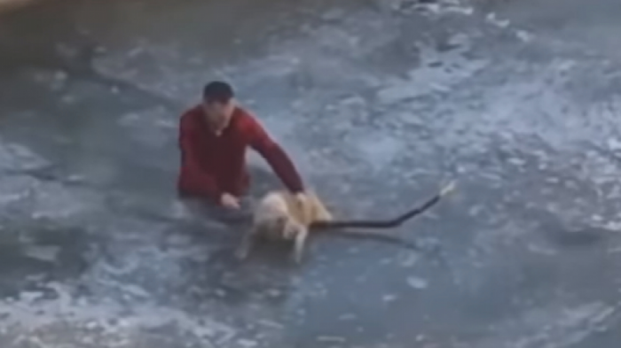Алматинец спас застрявшую  во льду собаку
                11 декабря 2021, 18:39