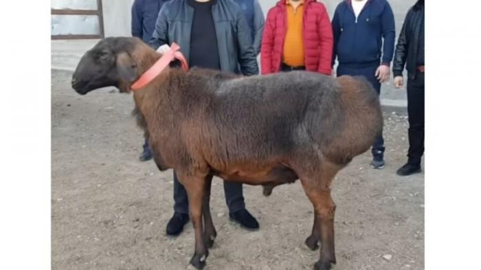 Барана самой крупной породы продали за рекордные деньги в Туркестанской области
                16 декабря 2021, 04:45