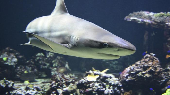 Ученые нашли в организмах акул спасение от COVID-19
                17 декабря 2021, 20:30