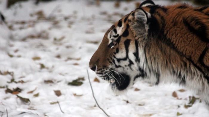 Амурских тигров завезли в Алматы
                21 декабря 2021, 09:38
