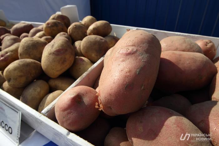 Украина планирует договорится поставлять украинскую картошку в ЕС