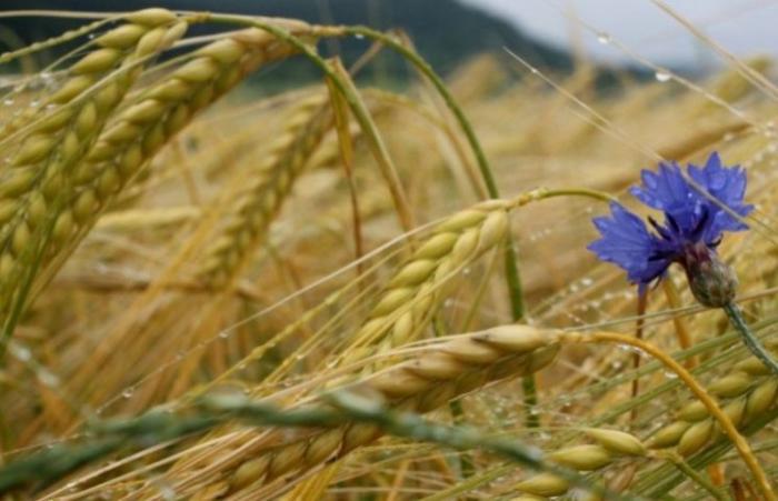 Украинская зерновая ассоциация не видит оснований для ограничения экспорта пшеницы