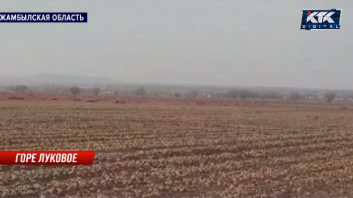 Тонны лука сгнили на полях Жамбылской области
                25 декабря 2021, 03:52