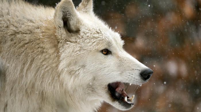 Сельчанин убил топором напавшего на соседа волка в Костанайской области
                27 декабря 2021, 13:54