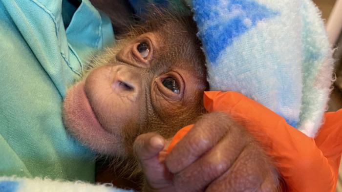Детеныш вымирающего вида орангутана родился в зоопарке США
                28 декабря 2021, 16:43