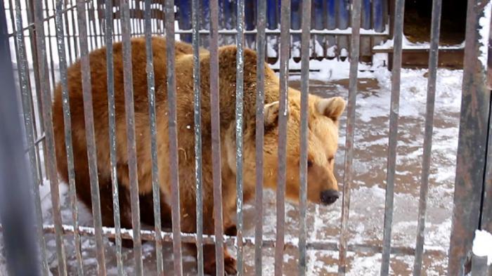 Медведи в зоопарке Уральска предсказали долгую и холодную зиму
                31 декабря 2021, 08:16